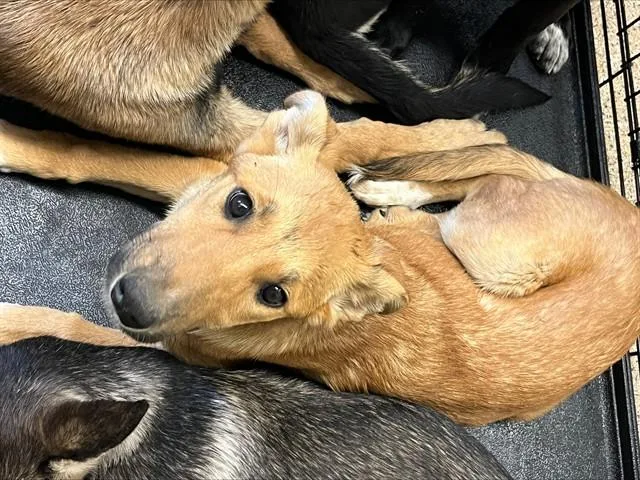 A young small-sized female German Shepherd Dog dog named Ella for adoption in Albuquerque, NM