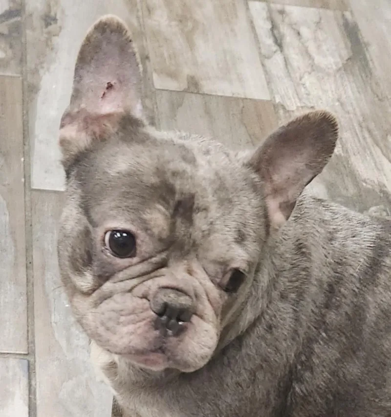 An adult medium-sized male French Bulldog dog named Haggerd for adoption in Andover, MA