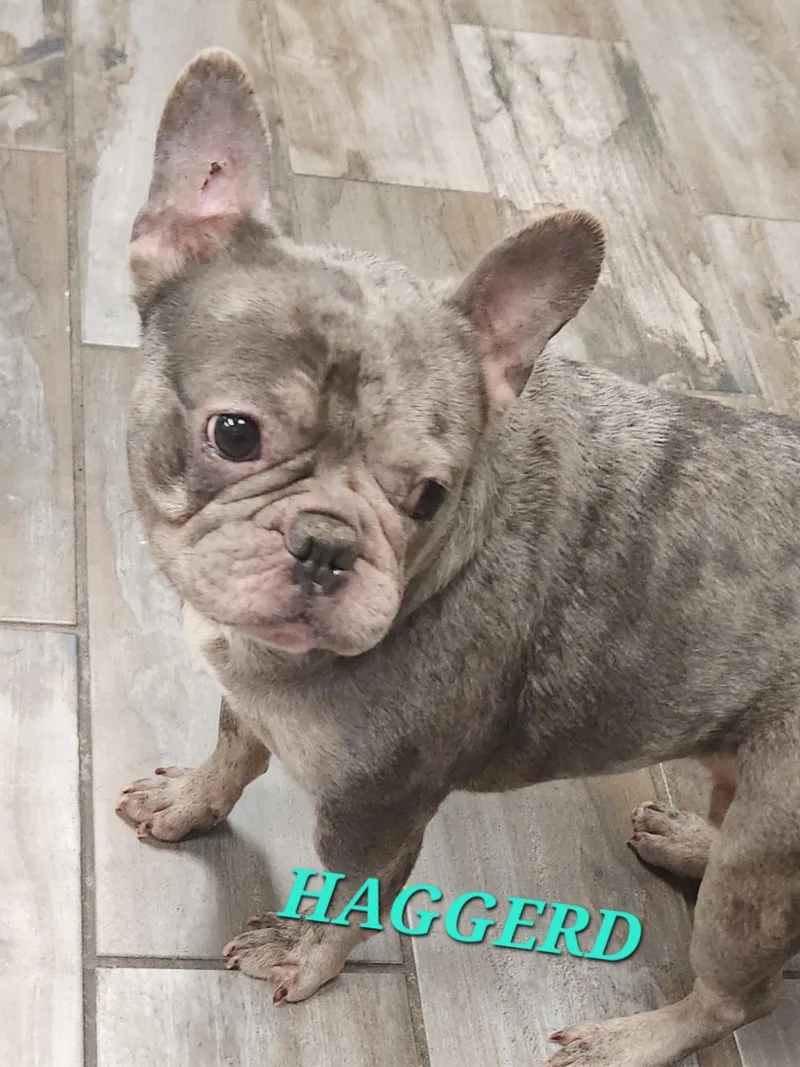 Haggerd thumbnail 2