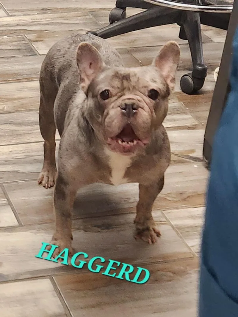 Haggerd thumbnail 3