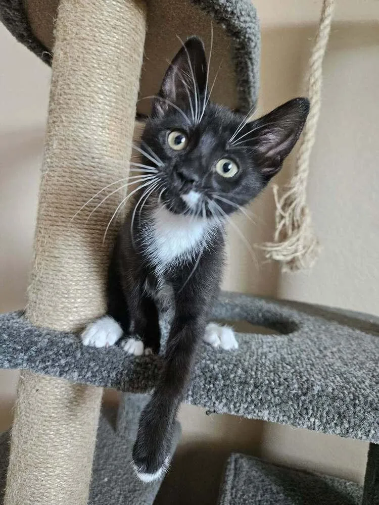 A baby small-sized female Black & White / Tuxedo Domestic Short Hair cat named Wish for adoption in tucson, AZ