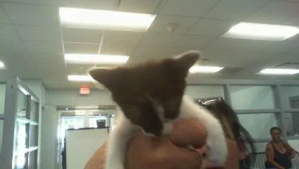 A baby small-sized female Domestic Short Hair cat named Minnie for adoption in Charlotte, NC