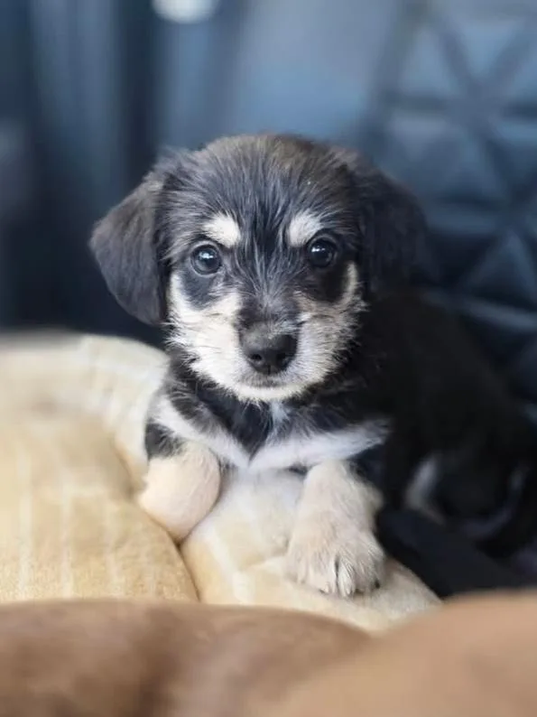 A baby small-sized male Bicolor Chihuahua dog named Rider for adoption in Conifer, CO