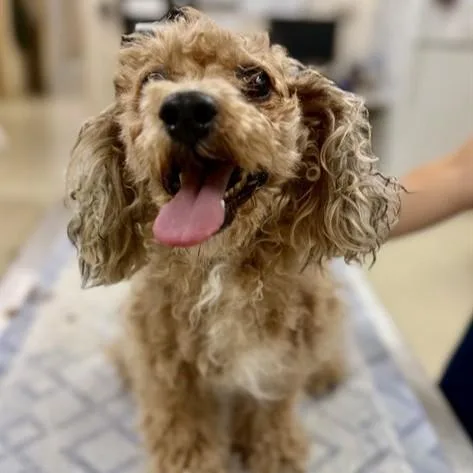 An adult small-sized male Apricot / Beige Miniature Poodle dog named Porter for adoption in Columbia, MD