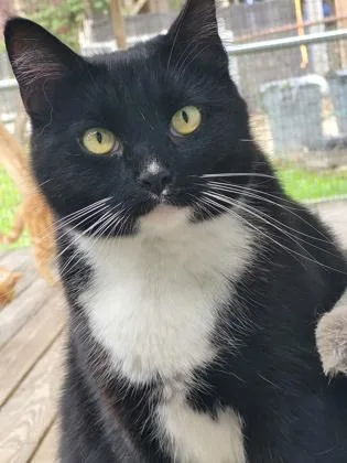 Sweet Pea thumbnail 3