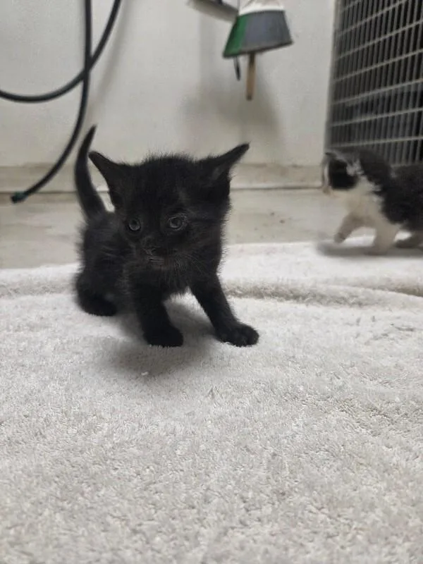 A young medium-sized male Black Domestic Short Hair cat named Onyx for adoption in Bluffton, IN