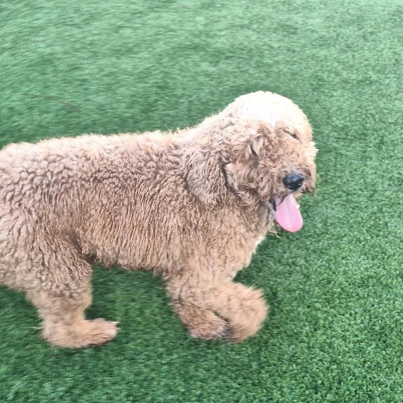 An adult medium-sized male Golden Retriever dog named Carlton for adoption in LOXAHATCHEE, FL