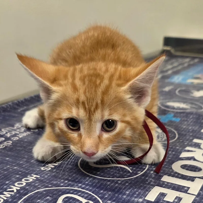 A baby small-sized female Orange / Red Domestic Short Hair cat named Tami for adoption in Carmel, IN
