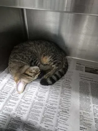A baby medium-sized male Domestic Short Hair cat named Naruto $ for adoption in Seneca, SC