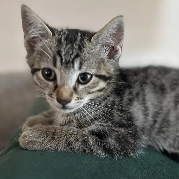 A baby medium-sized male Tabby (Brown / Chocolate) Tabby cat named Jak Jak for adoption in Fresno, CA
