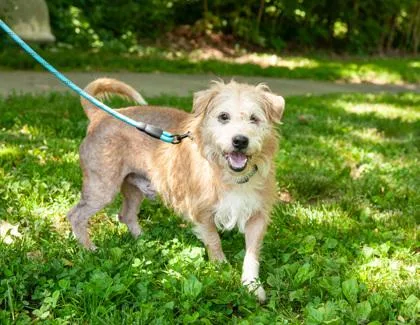 An adult medium-sized male Mixed Breed dog named Borat for adoption in West Chester, PA