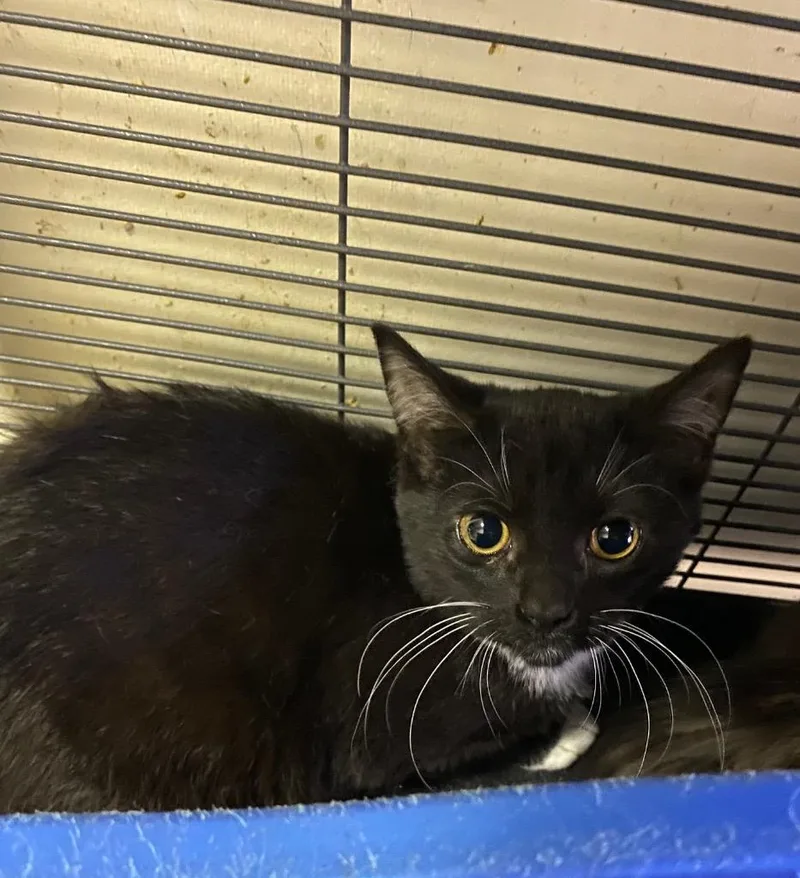 Samantha thumbnail 2