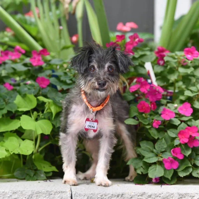 An adult small-sized female Black Yorkshire Terrier dog named Crema for adoption in Wake Forest, NC