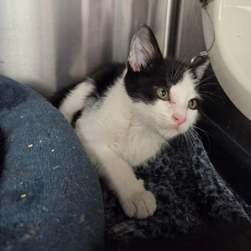 A baby small-sized male Black Domestic Short Hair cat named Neverland for adoption in Spokane, WA