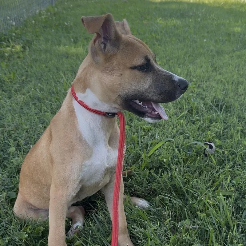 A young small-sized female Yellow / Tan / Blond / Fawn Mixed Breed dog named Brandi for adoption in Jeffersonville, IN