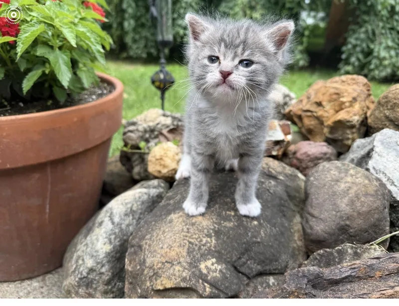 A baby medium-sized male Gray & White Domestic Short Hair cat named Percy for adoption in Reynoldsburg, OH