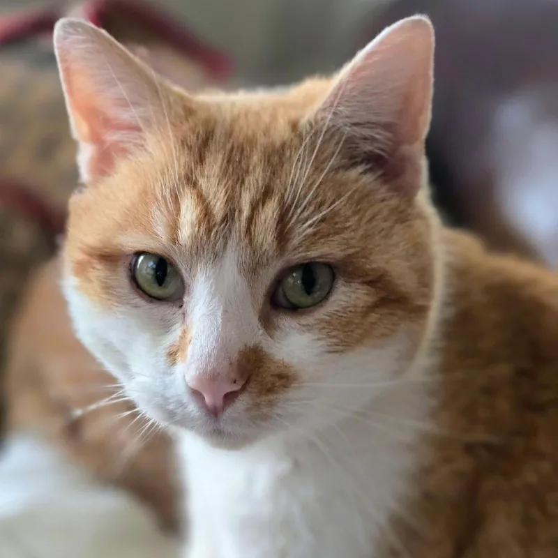 A senior medium-sized male Domestic Short Hair cat named Sam  C for adoption in Frankfort, KY