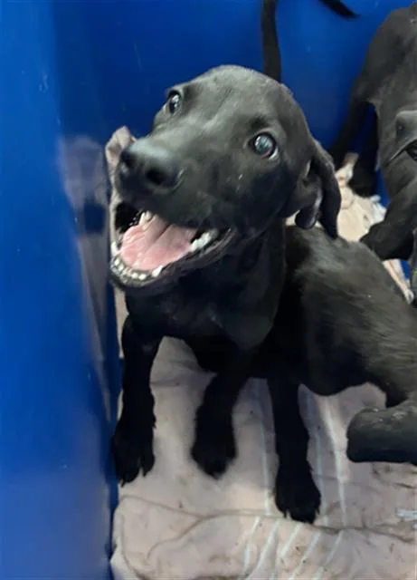 A baby medium-sized female Mixed Breed dog named Bonnie for adoption in Dallas, TX