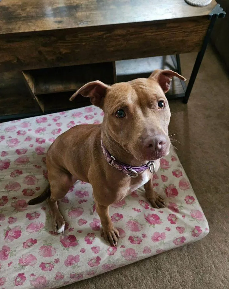 A young medium-sized female Pit Bull Terrier dog named Ella for adoption in Albany, NY