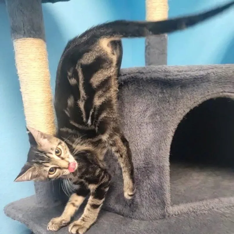 Zeus brotherofPuddles