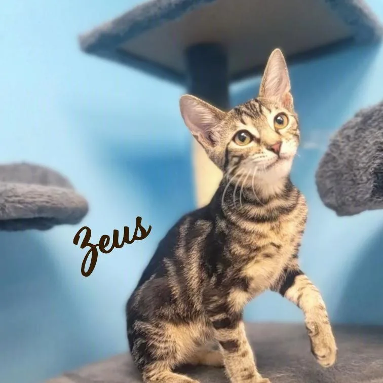 Zeus brotherofPuddles thumbnail 2