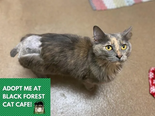 A young small-sized female Domestic Medium Hair cat named Harley for adoption in Fort Wayne, IN