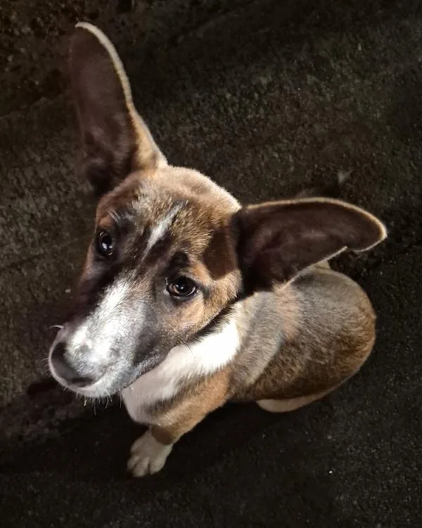 A young small-sized female Shepherd dog named Pen  Sienna for adoption in Lawrenceville, GA