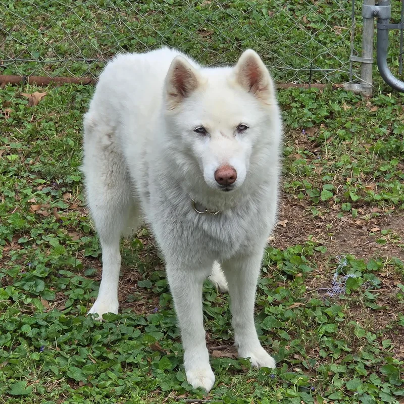 A young medium-sized female White / Cream Siberian Husky dog named Nala for adoption in Brentwood, TN
