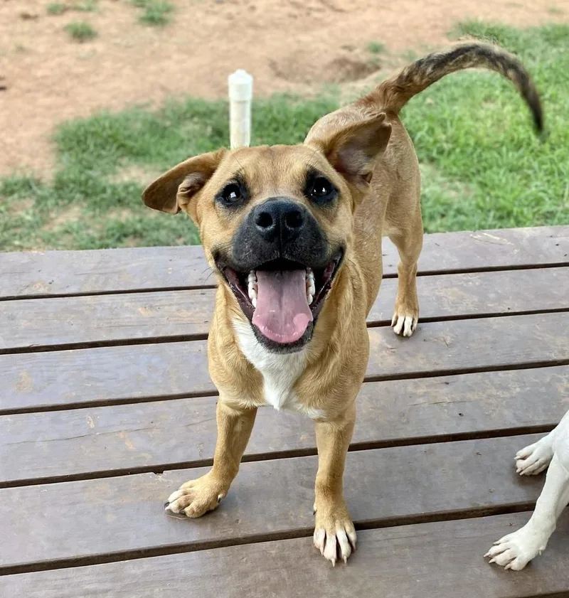 A young medium-sized male Brown / Chocolate Boxer dog named Tucker for adoption in Shawnee, OK