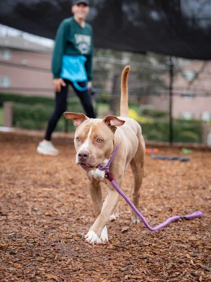 An adult large-sized male Mixed Breed dog named Sirocco for adoption in Chamblee, GA