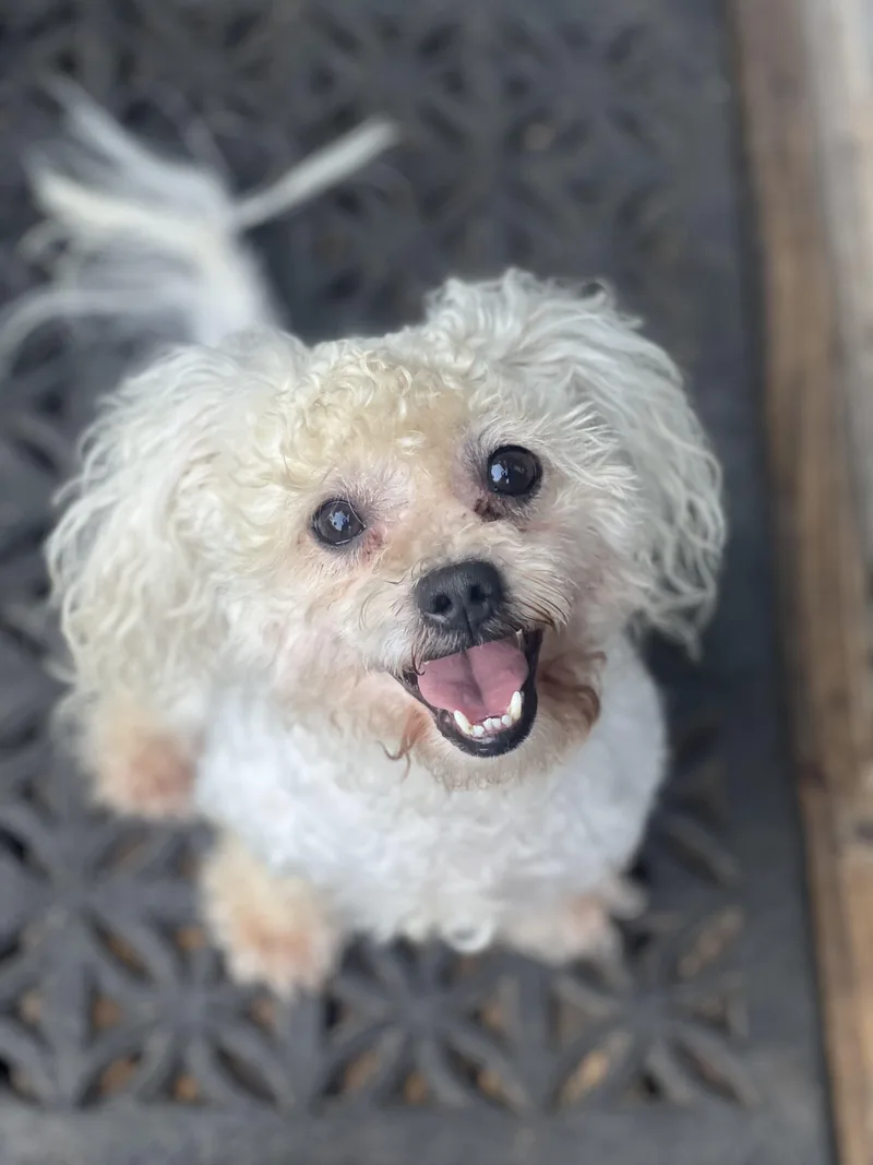 A young small-sized male Apricot / Beige Miniature Poodle dog named Toby for adoption in Encino, CA