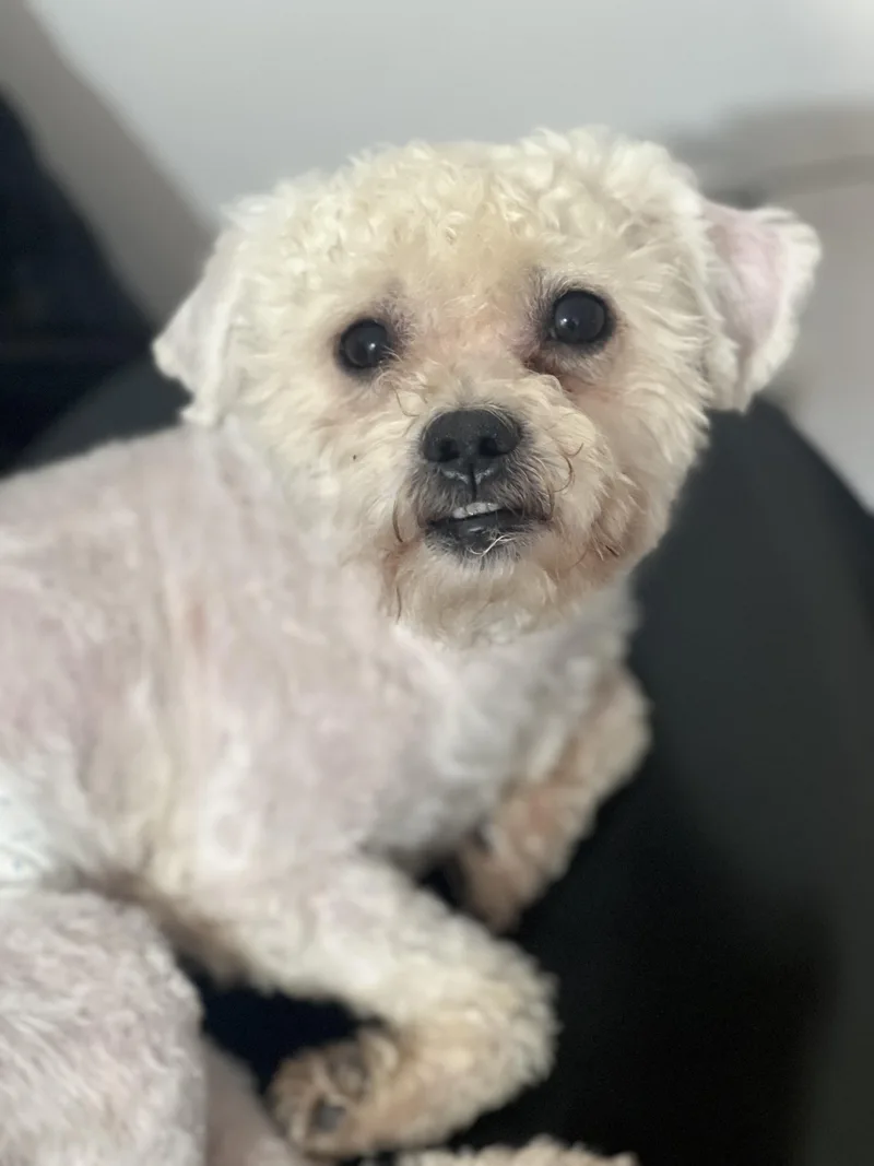 Toby thumbnail 3
