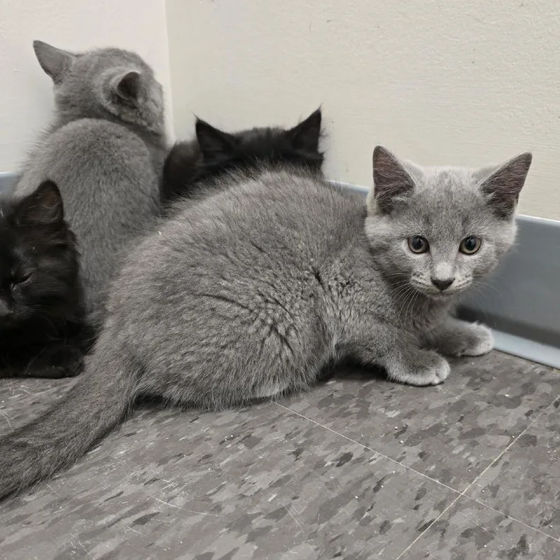 A baby small-sized male Gray / Blue / Silver Russian Blue cat named Nyan for adoption in Georgetown, KY
