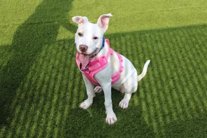 A young large-sized female Pit Bull Terrier dog named Frankie for adoption in Kansas City, MO