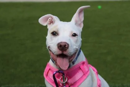 Frankie thumbnail 3