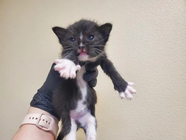 A baby medium-sized male Domestic Short Hair cat named Doughy for adoption in El Cajon, CA