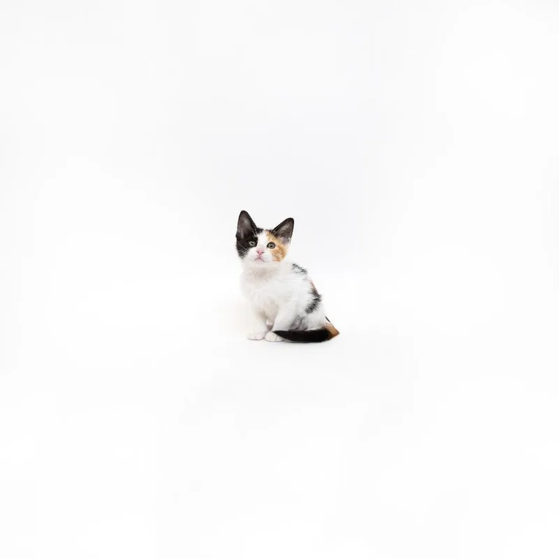 A baby small-sized female Calico Domestic Short Hair cat named Clue for adoption in Playa Vista, CA