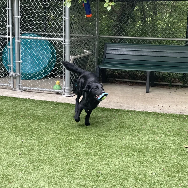 A young medium-sized male Black Retriever dog named Moose for adoption in Greenbelt, MD