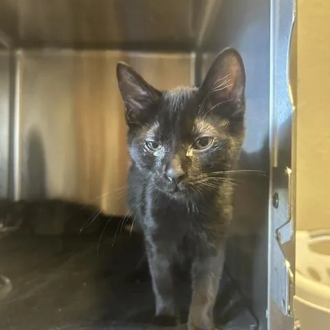 A baby small-sized male Domestic Short Hair cat named Nutmeg for adoption in Knoxville, TN