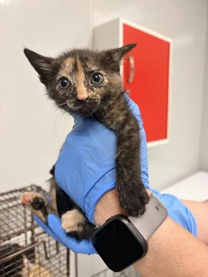 A young small-sized female Domestic Short Hair cat named B Whimsy for adoption in North Charleston, SC