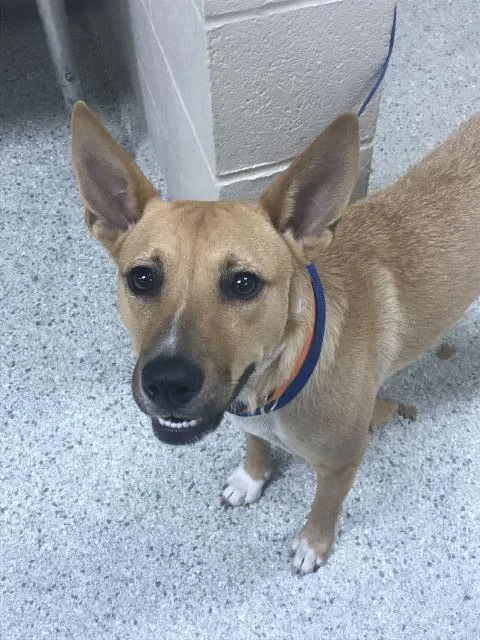 A young medium-sized female Australian Cattle Dog / Blue Heeler dog named A for adoption in Conroe, TX
