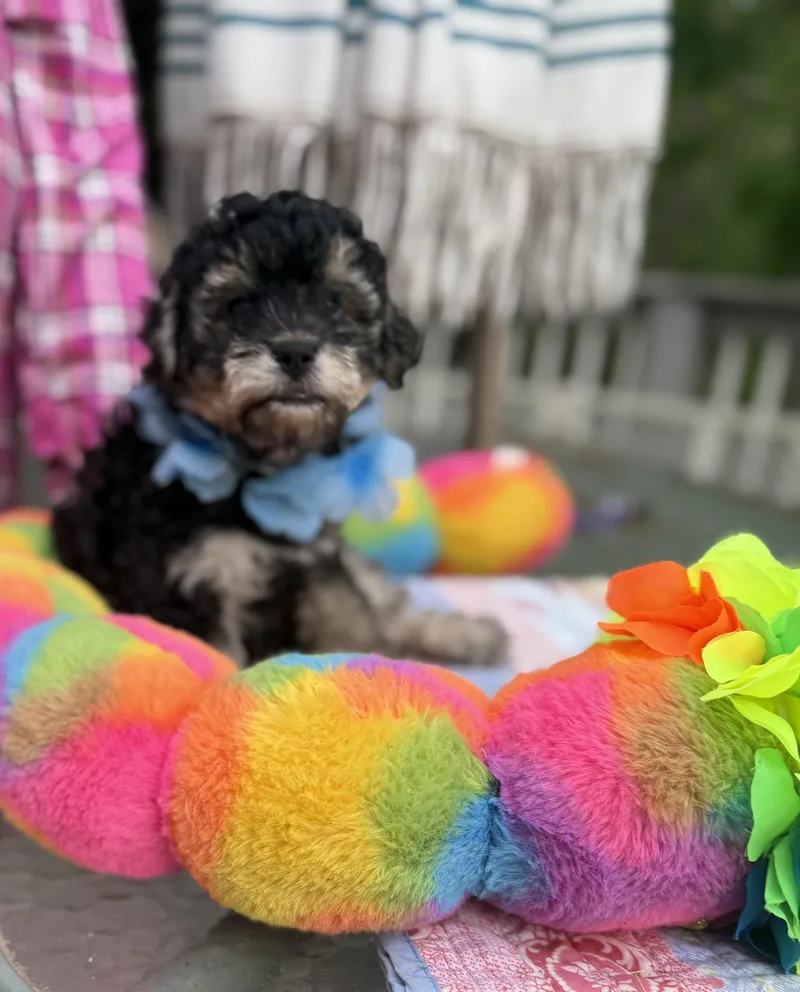A baby small-sized male Black Yorkie Poo dog named Weebles for adoption in White Lake, MI
