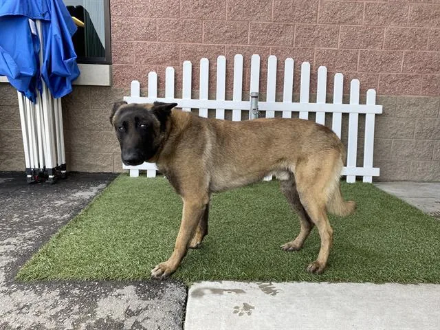 Duke