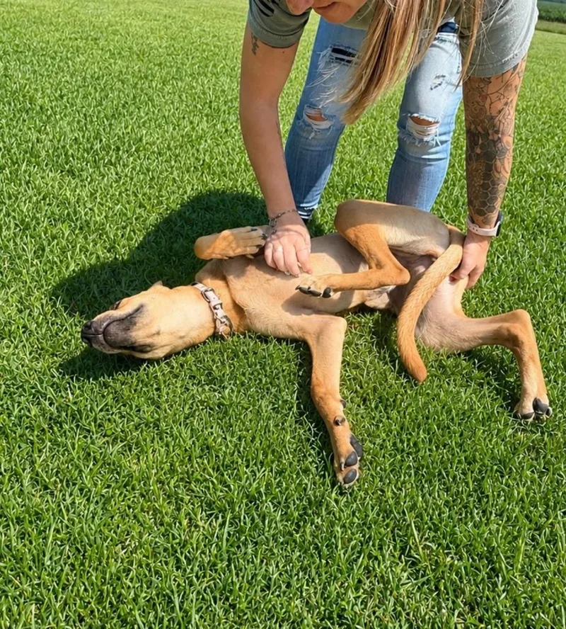A baby medium-sized female Mixed Breed dog named Macaroni for adoption in Centralia, IL