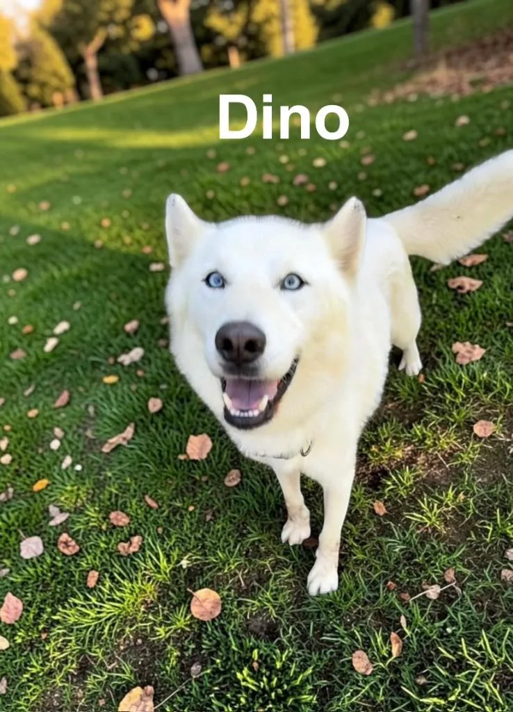 A young medium-sized male German Shepherd Dog dog named Dino for adoption in Camden, TN