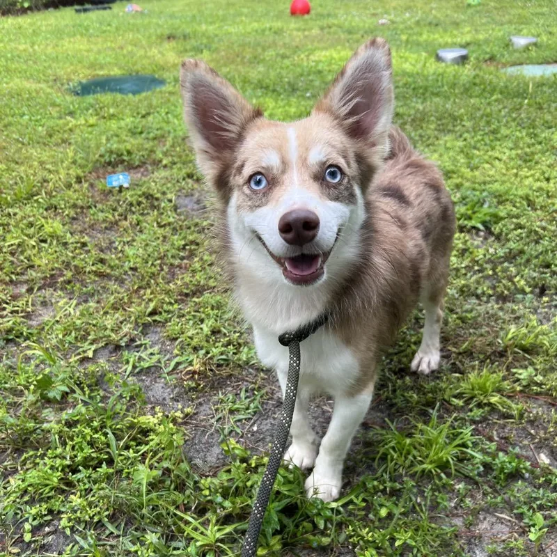 A young small-sized male Mixed Breed dog named Han Solo for adoption in Naples, FL