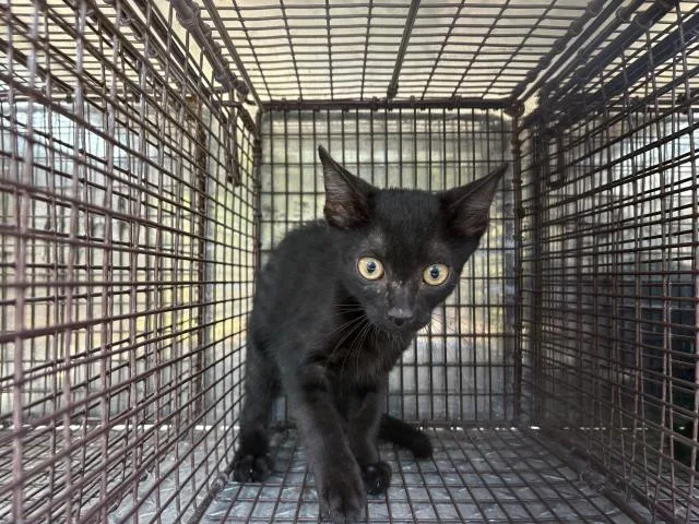 A baby small-sized male Domestic Short Hair cat named Cosmo for adoption in Panama City, FL