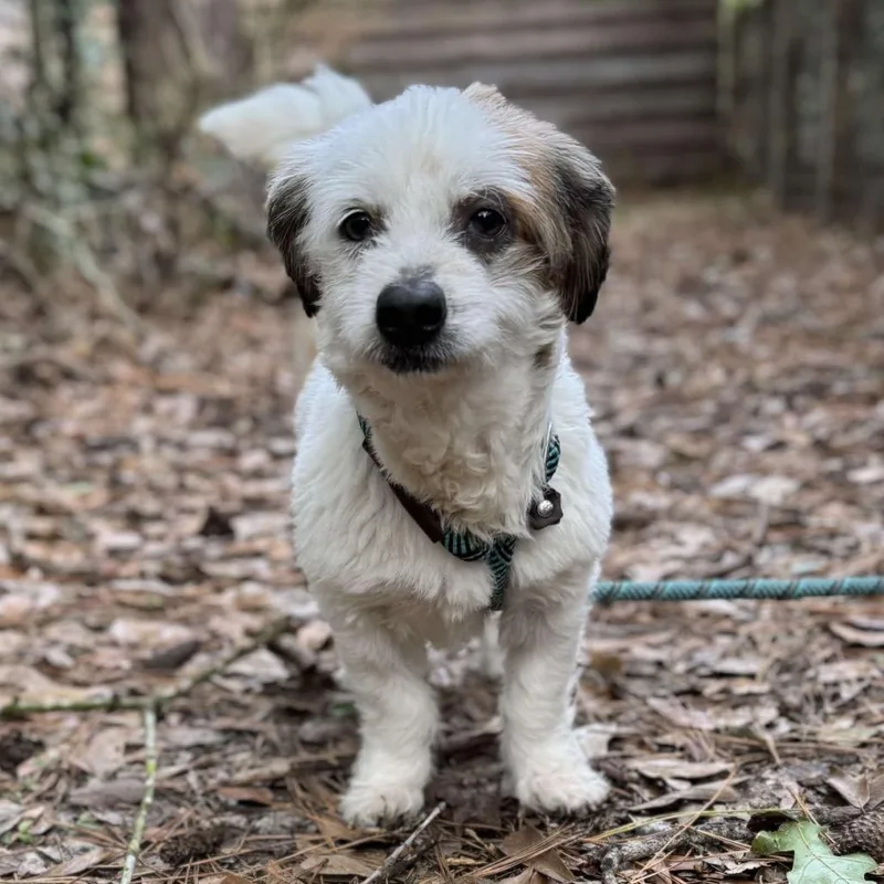 Boots Mcgee thumbnail 2