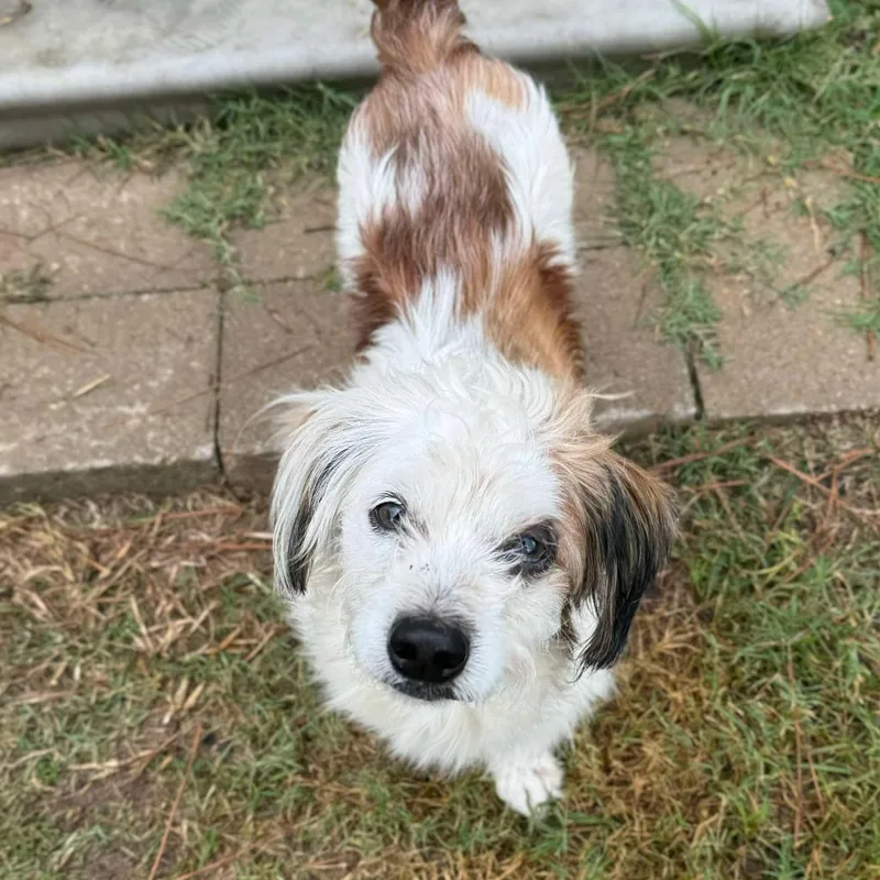 Boots Mcgee thumbnail 3