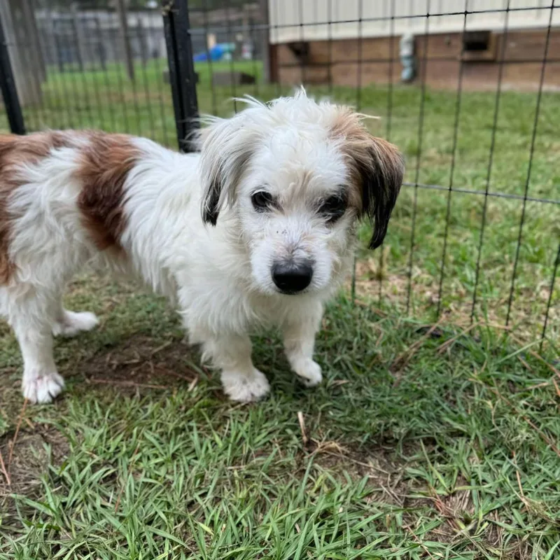 Boots Mcgee thumbnail 4